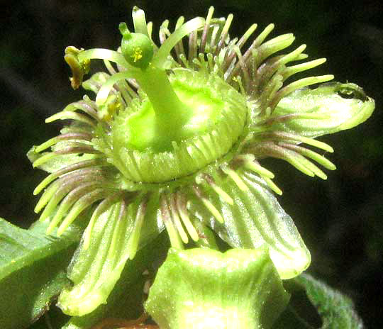 Birdwing Passionflower, PASSIFLORA TENUILOBA, flower