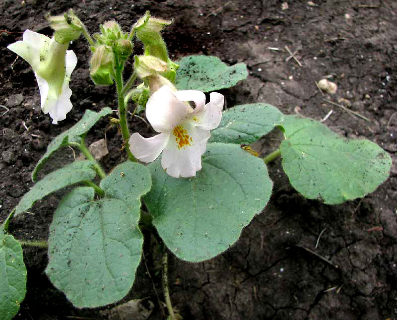 Devil's Claws, PROBOSCIDEA LOUISIANICA, flowering plant