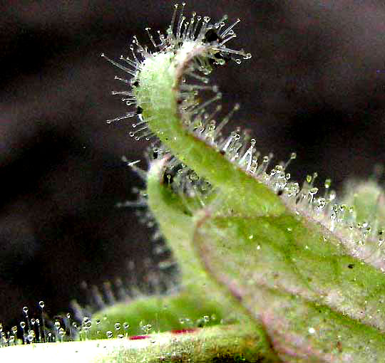 Devil's Claws, PROBOSCIDEA LOUISIANICA, glandular hairs on calyx