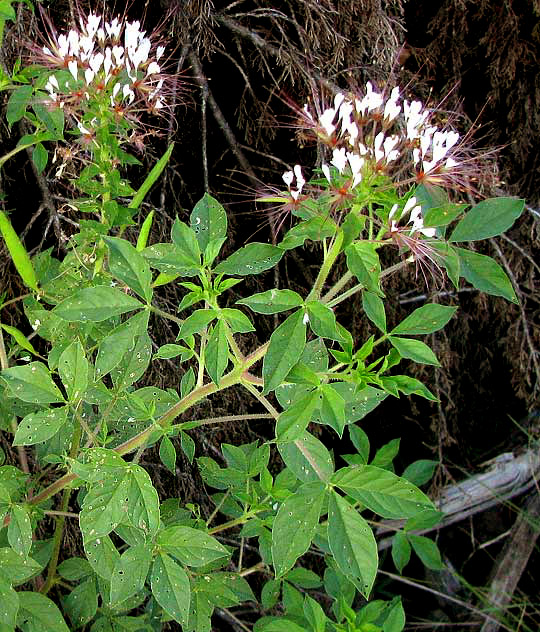 Clammyweed, POLANISIA DODECANDRA