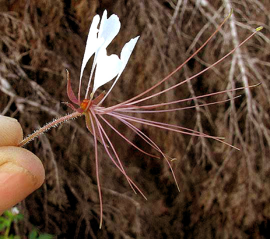 Clammyweed, POLANISIA DODECANDRA, stamens much longer than petals