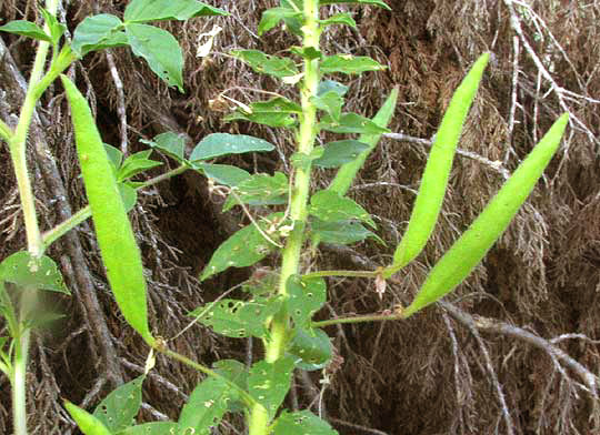 Clammyweed, POLANISIA DODECANDRA, fruits