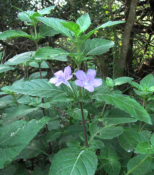 Drummond's Wild Petunia, RUELLIA DRUMMONDIANA