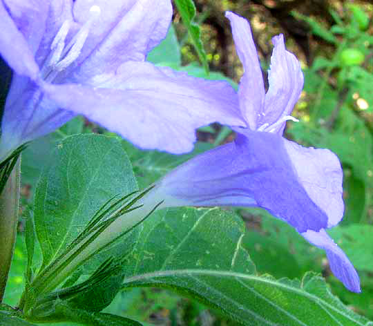 Drummond's Wild Petunia, RUELLIA DRUMMONDIANA, flower showing long sepals