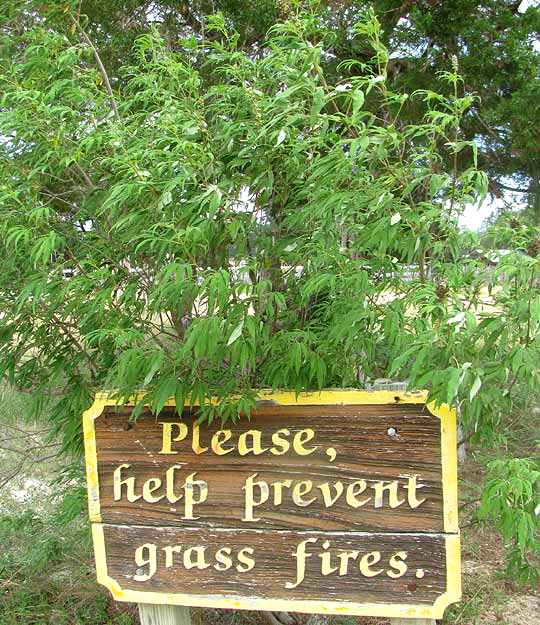 Hemp Tree or Chaste-tree, VITEX AGNUS-CASTUS