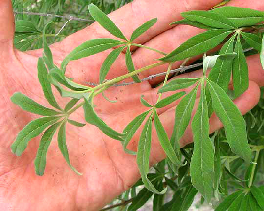 Hemp Tree or Chaste-tree, VITEX AGNUS-CASTUS, leaves