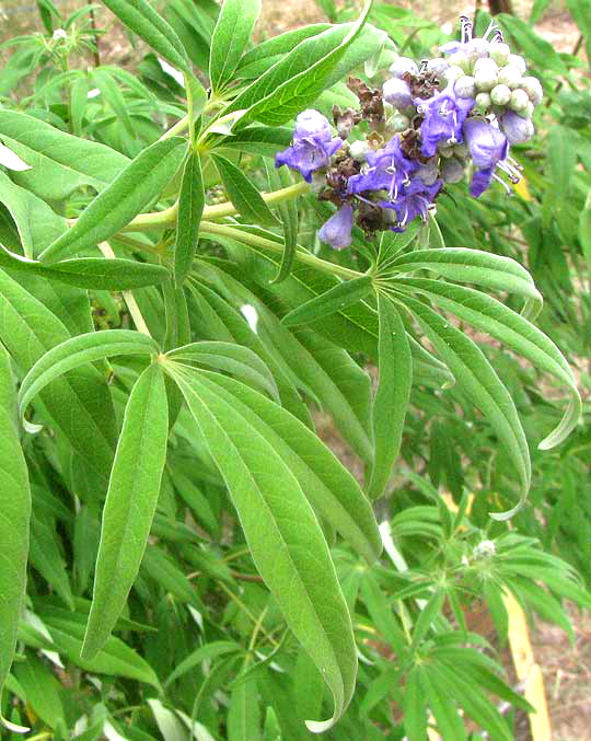 Hemp Tree or Chaste-tree, VITEX AGNUS-CASTUS, flowers and leaves