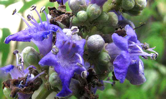 Hemp Tree or Chaste-tree, VITEX AGNUS-CASTUS, flowers