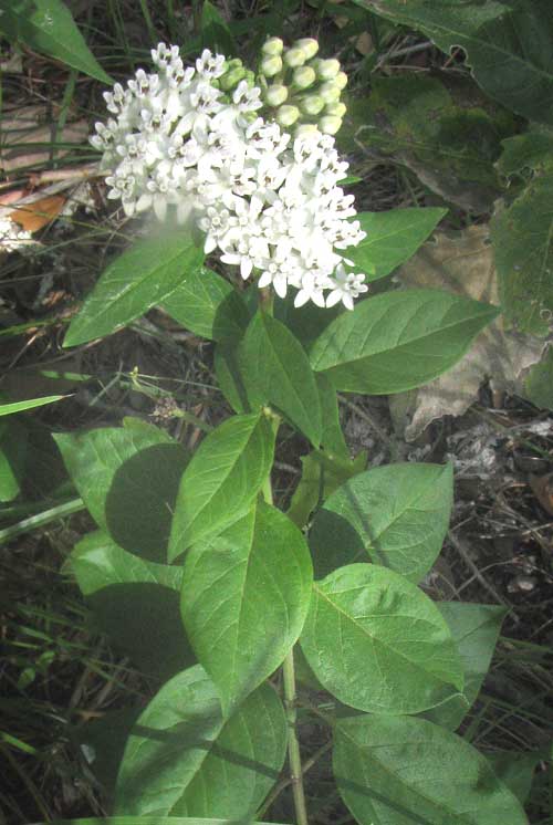 Texas Milkweed, ASCLEPIAS TEXANA