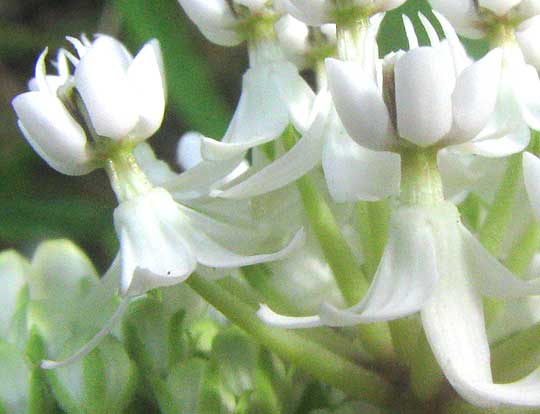 Texas Milkweed, ASCLEPIAS TEXANA, side view of flowers