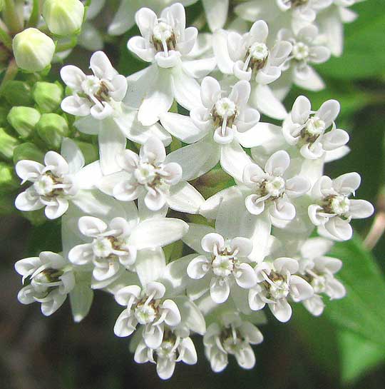 Texas Milkweed, ASCLEPIAS TEXANA, flowers from above