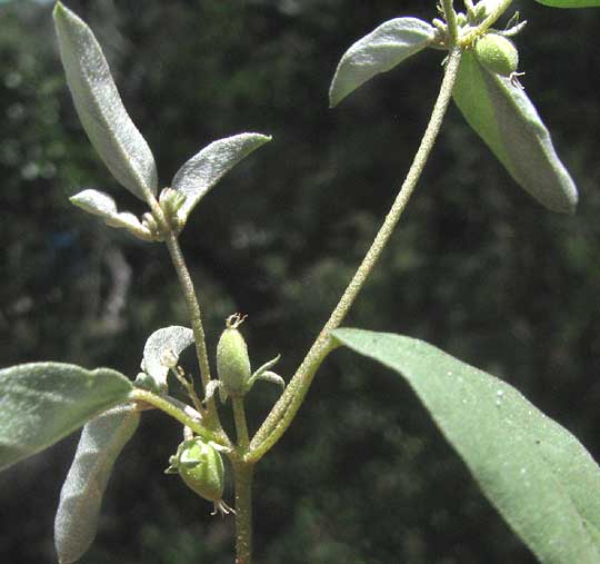 Prairie Tea, CROTON MONANTHOGYNUS, immature fruits