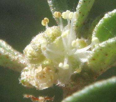 Prairie Tea, CROTON MONANTHOGYNUS, male flower