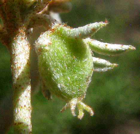 Prairie Tea, CROTON MONANTHOGYNUS, ovary showing style arms