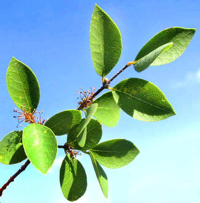 Netleaf Forestiera, FORESTIERA RETICULATA