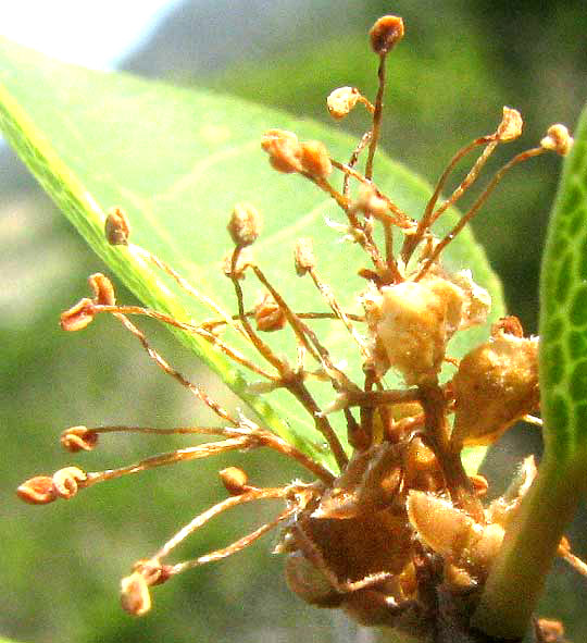 Netleaf Forestiera, FORESTIERA RETICULATA, withered flowers