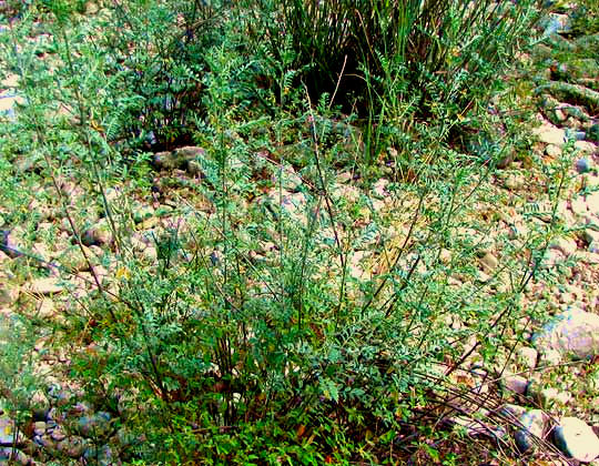 Lindheimer's Indigo, INDIGOFERA LINDHEIMERIANA, bush