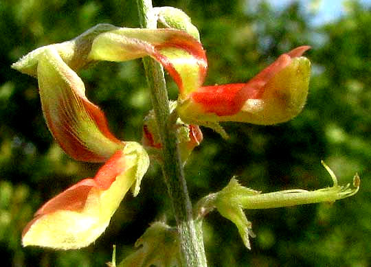 Lindheimer's Indigo, INDIGOFERA LINDHEIMERIANA, flowers