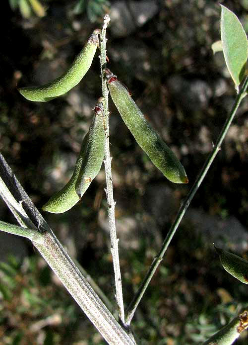 Lindheimer's Indigo, INDIGOFERA LINDHEIMERIANA, legumes