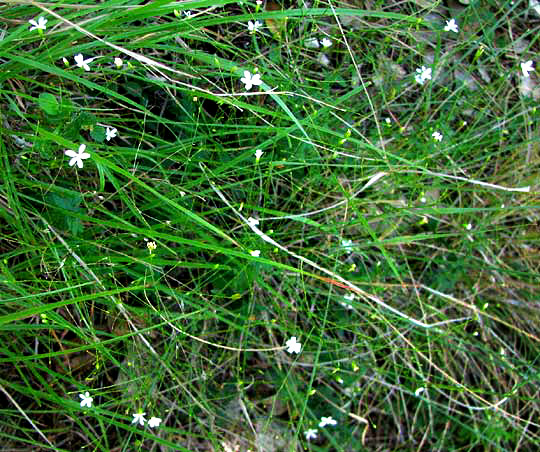 Spreading Lazy-Daisy, CHAETOPAPPA EFFUSA