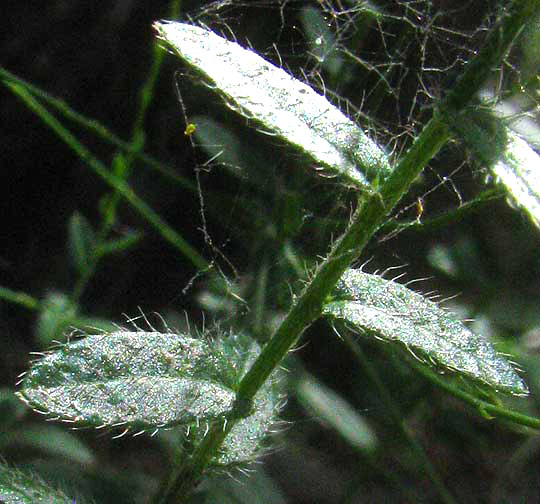 Spreading Lazy-Daisy, CHAETOPAPPA EFFUSA, leaves