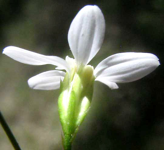 Spreading Lazy-Daisy, CHAETOPAPPA EFFUSA, involucre