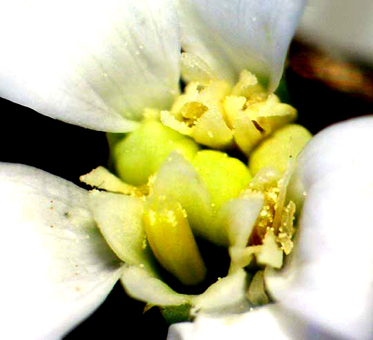 Spreading Lazy-Daisy, CHAETOPAPPA EFFUSA, disc flowers