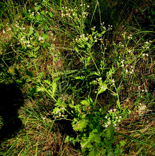 Lyreleaf Parthenium, PARTHENIUM CONFERTUM