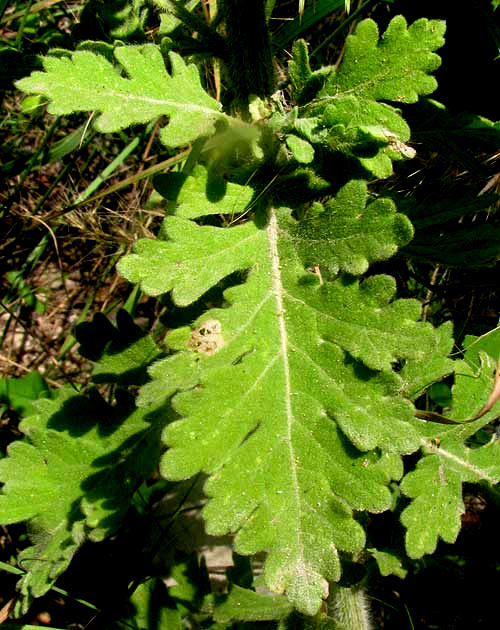 Lyreleaf Parthenium, PARTHENIUM CONFERTUM, leaves