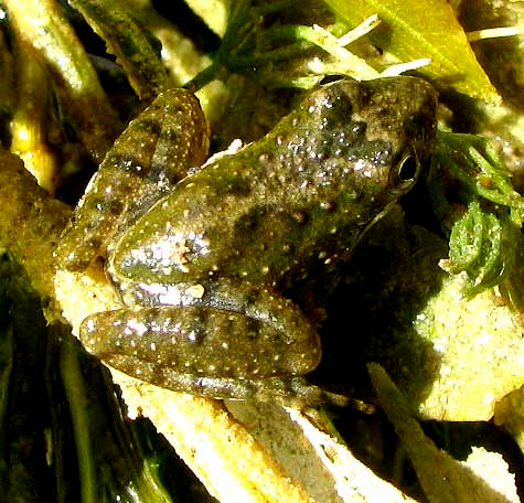 Blanchard's Cricket Frog, ACRIS CREPITANS ssp. BLANCHARDI