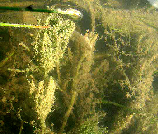 Chara Alga, submersed, covered in marl