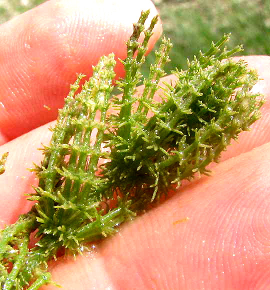 Chara Alga showing whorled offshoots