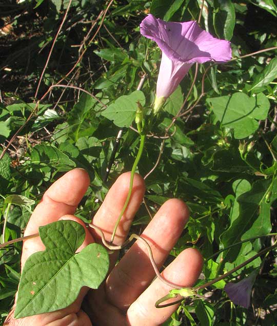 Tie Vine, IPOMOEA CORDATOTRILOBA