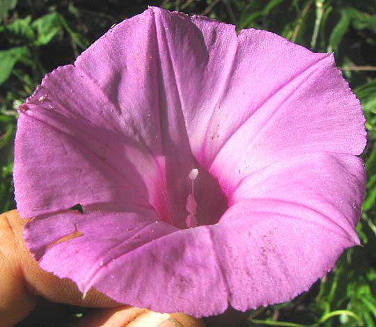 Tie Vine, IPOMOEA CORDATOTRILOBA, flower face