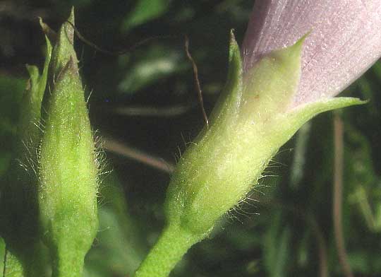 Tie Vine, IPOMOEA CORDATOTRILOBA, calys & sepals