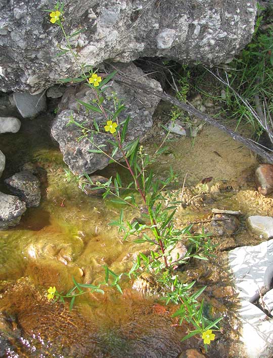 Mexican Primrose-willow, LUDWIGIA OCTOVALVIS