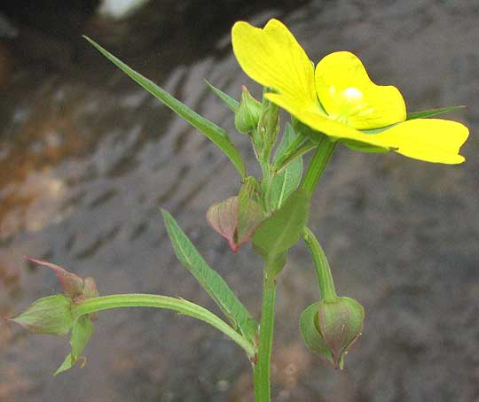 Mexican Primrose-willow, LUDWIGIA OCTOVALVIS, flower