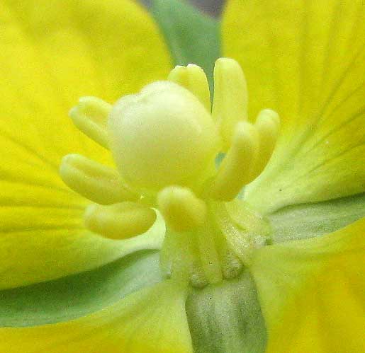 Mexican Primrose-willow, LUDWIGIA OCTOVALVIS, stigma & stamens