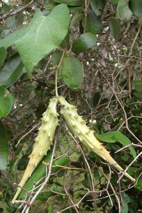 Green Milkweed Vine, MATELEA RETICULATA, pods