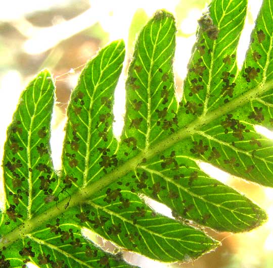 Ovate Maiden Fern, THELYPTERIS OVATA, earmark veins in pinnae