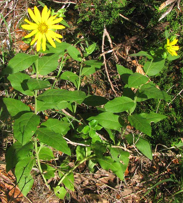 Starry Rosinweed, SILPHIUM ASTERISCUS