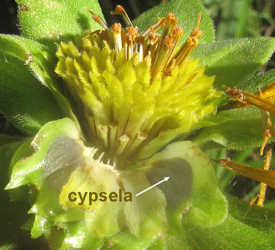 Starry Rosinweed, SILPHIUM ASTERISCUS, cypsela in head