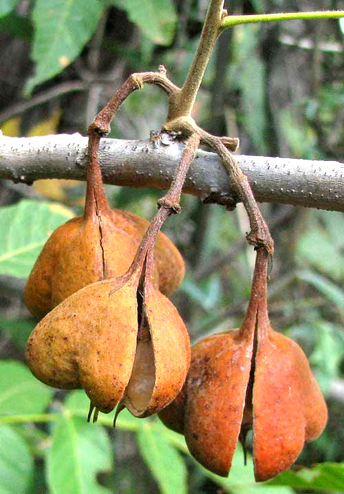 Mexican Buckeye, UNGNADIA SPECIOSA, capsules splitting