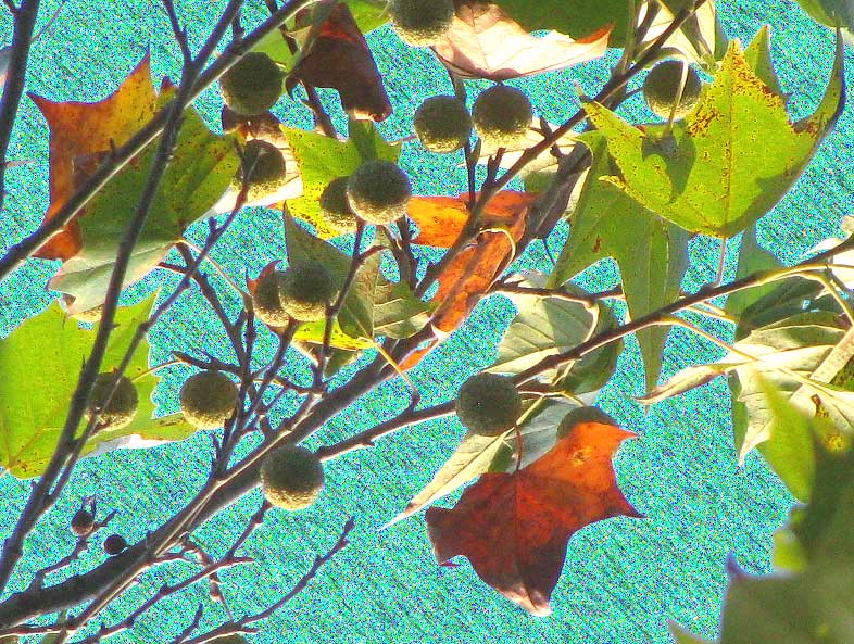 Sycamore leaves