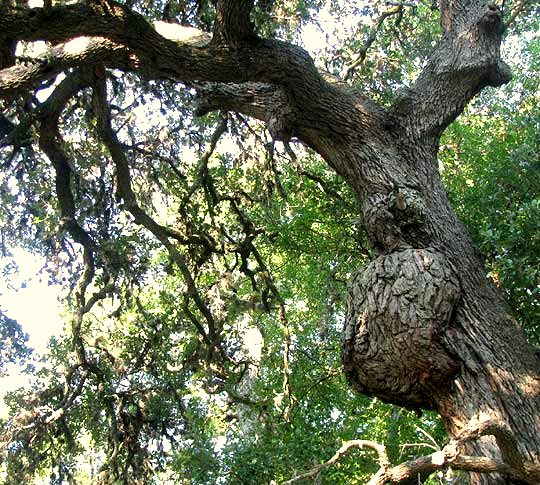 burl on Texas Live Oak, QUERCUS FUSIFORMIS