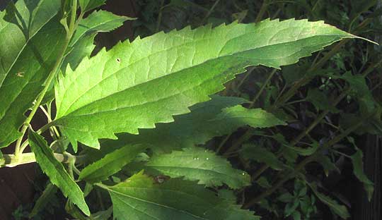 Lateflowering Boneset, EUPATORIUM SEROTINUM, leaf