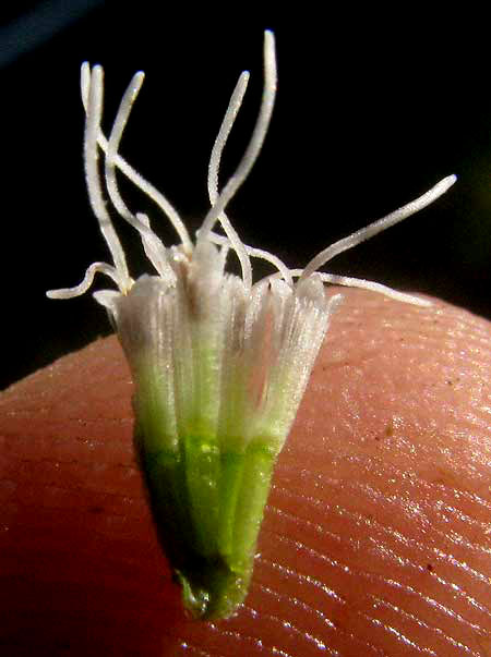 Lateflowering Boneset, EUPATORIUM SEROTINUM, florets