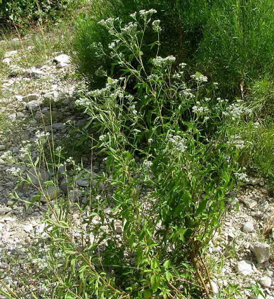 Lateflowering Boneset, EUPATORIUM SEROTINUM