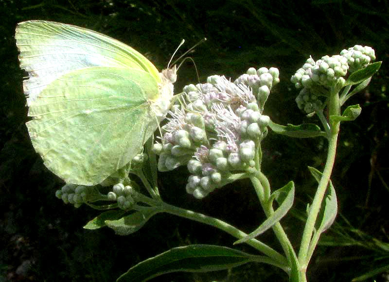 Lateflowering Boneset, EUPATORIUM SEROTINUM, flowers visited by Lyside Sulphur butterfly