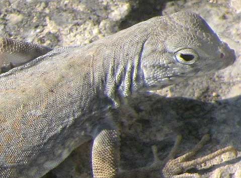 Greater Earless Lizard, COPHOSAURUS TEXANUS, head